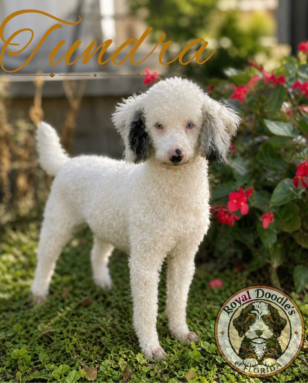 Tundra 